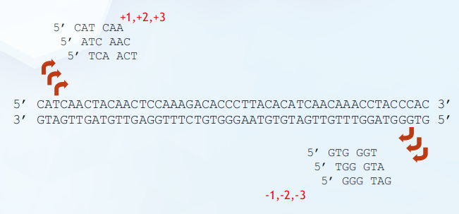 DNA_6_proteins
